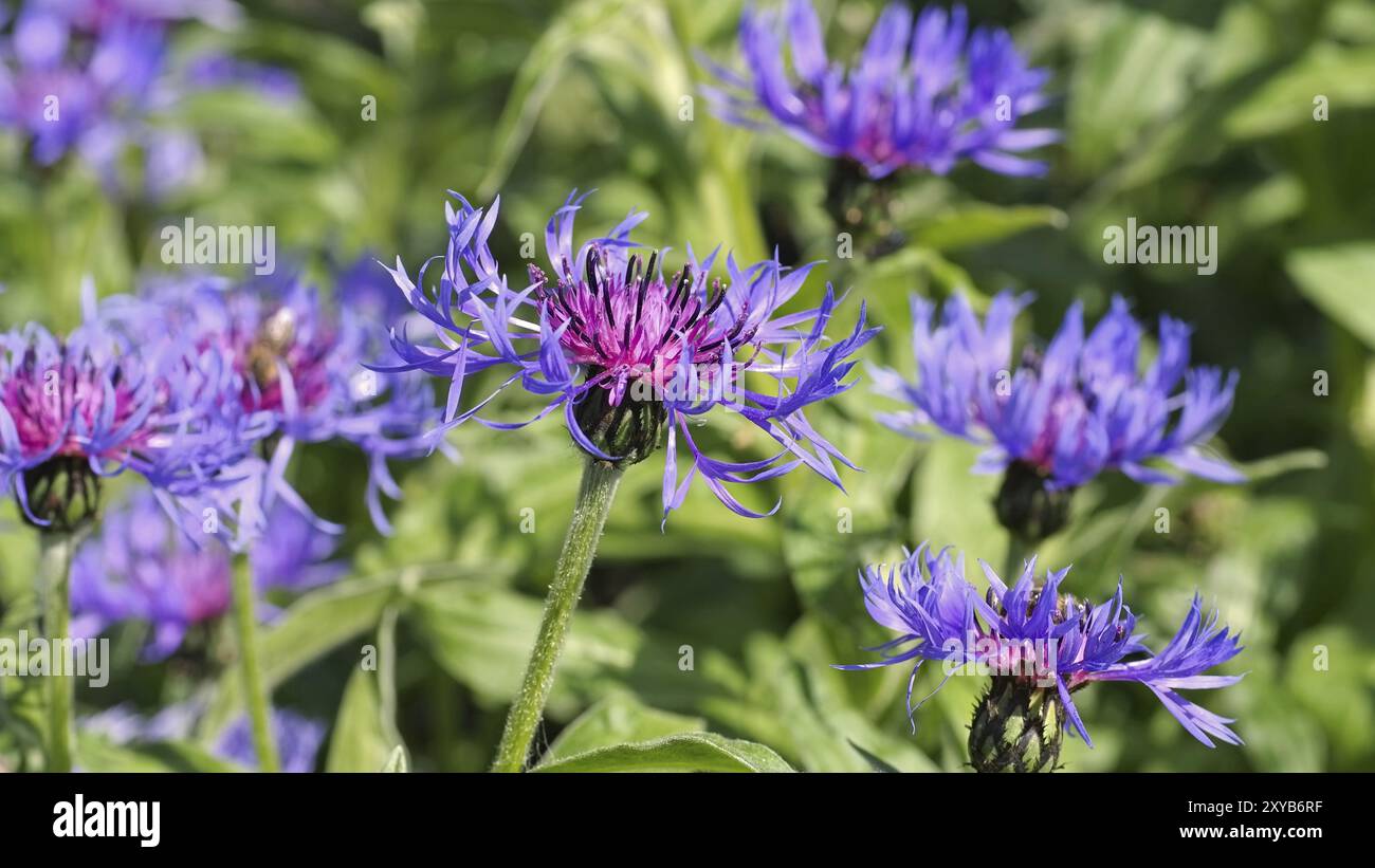 Mountain cornflower or Centaurea montana, perennial cornflower or Centaurea montana flower in spring garden Stock Photo