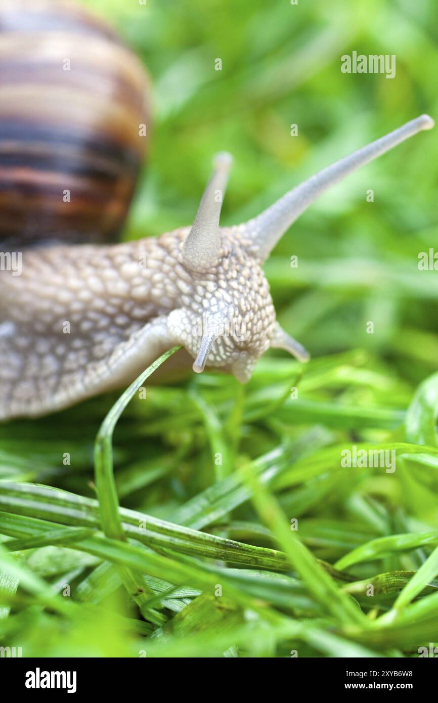 Snail on a green grass slowly creeping Stock Photo - Alamy