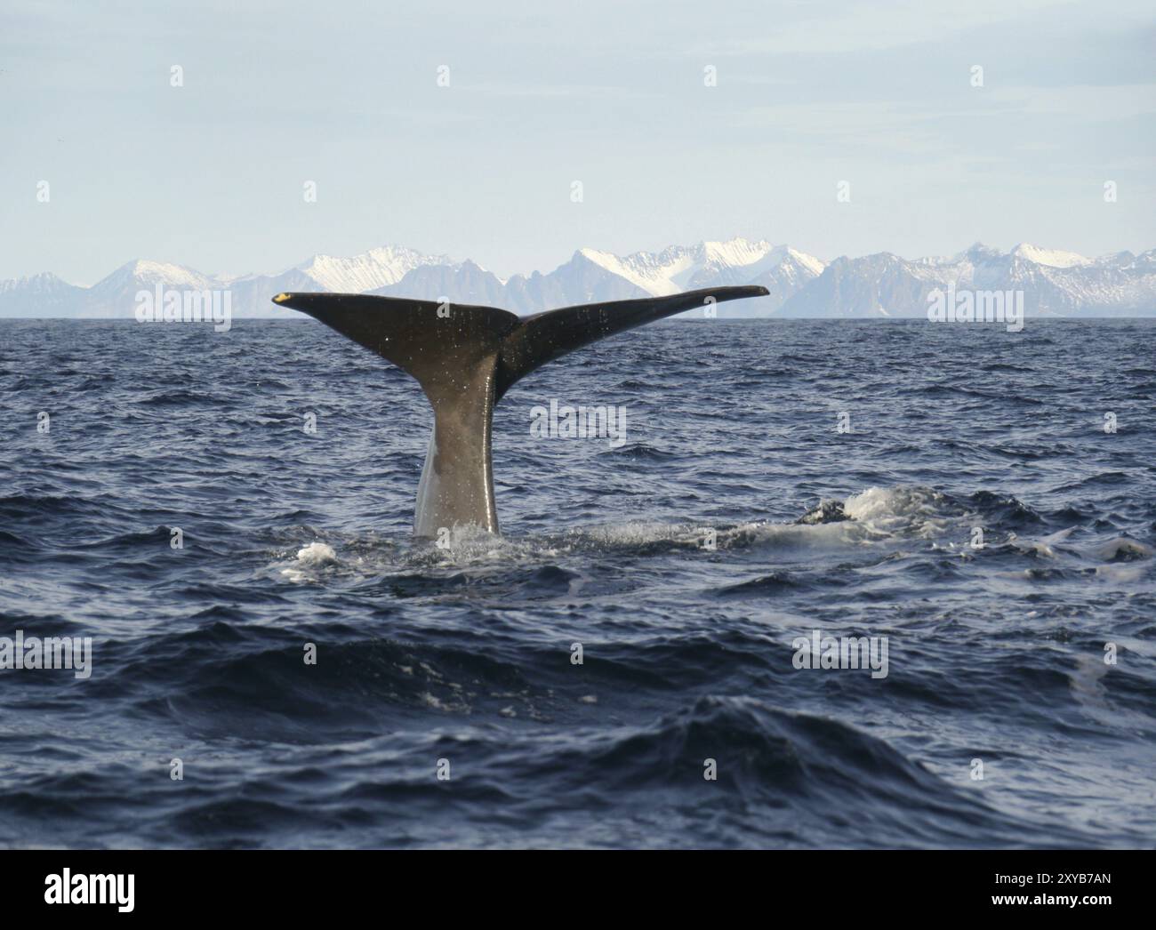Whale safari in north norway hi-res stock photography and images - Alamy