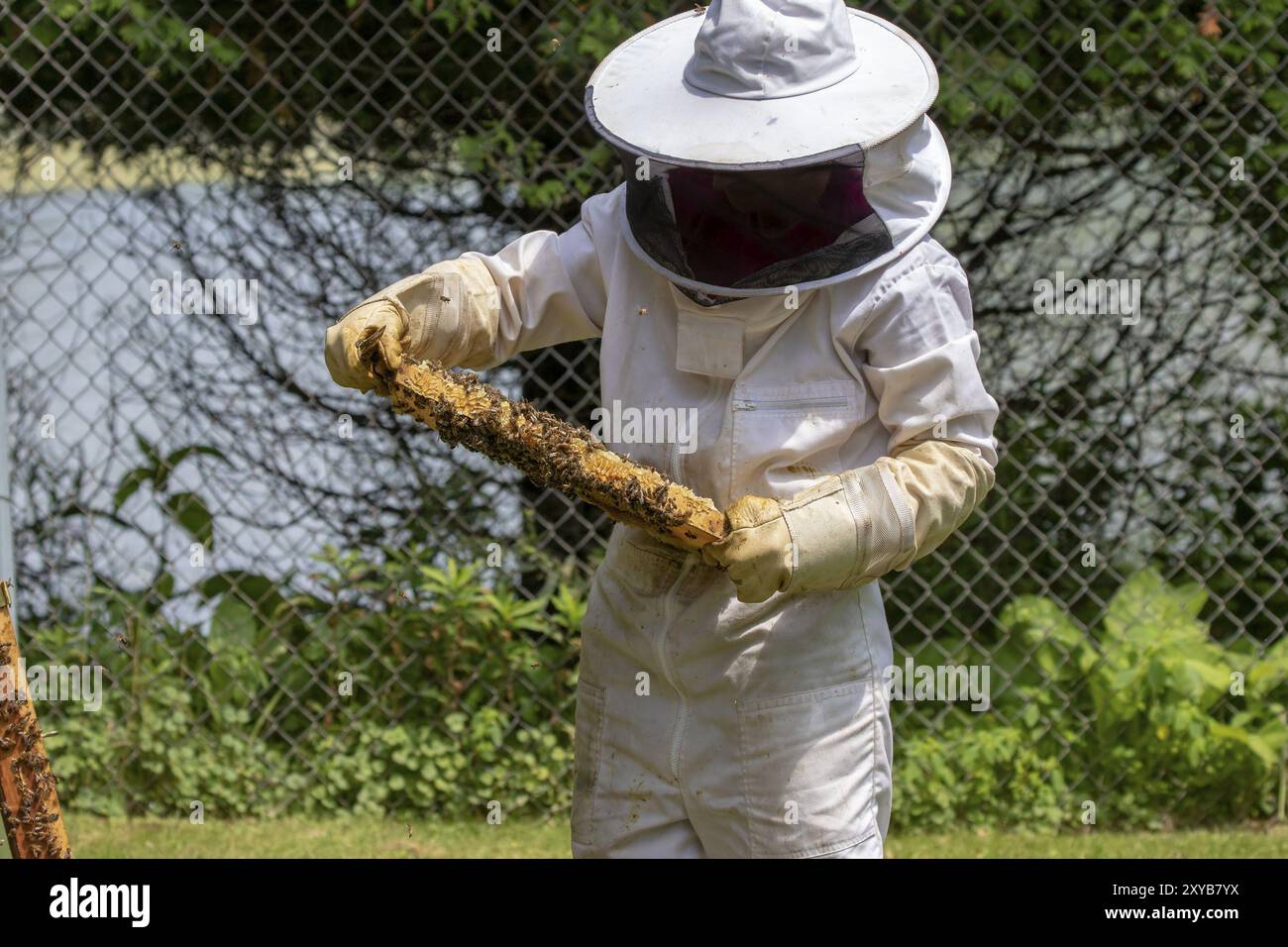 The beekeeper checks honeycomb, working with bees and collects honey in ...