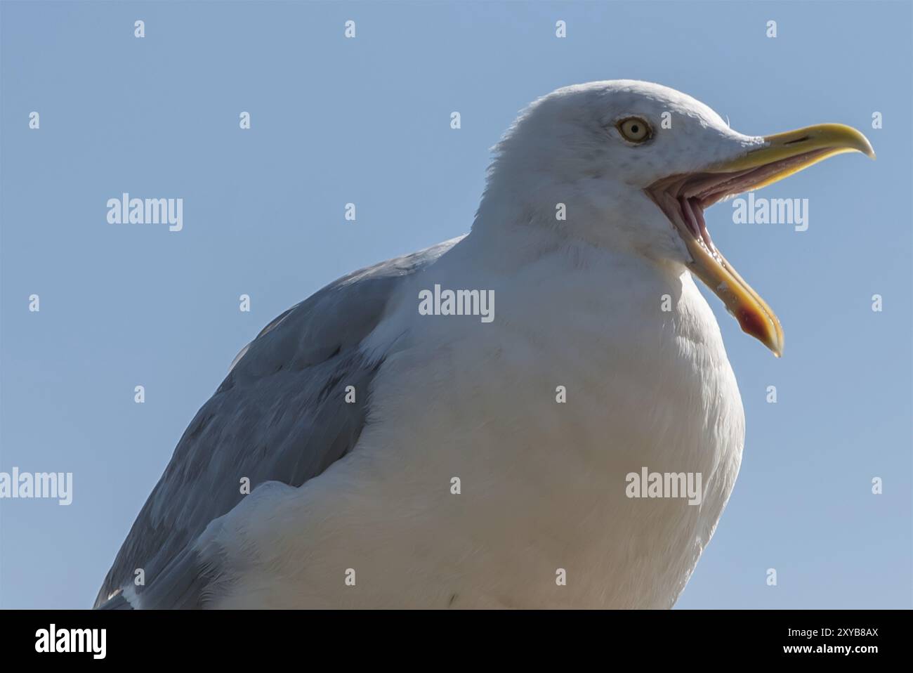 Texel, the Netherlands. August 2020. Close up of a screaming seagull. Stock Photo