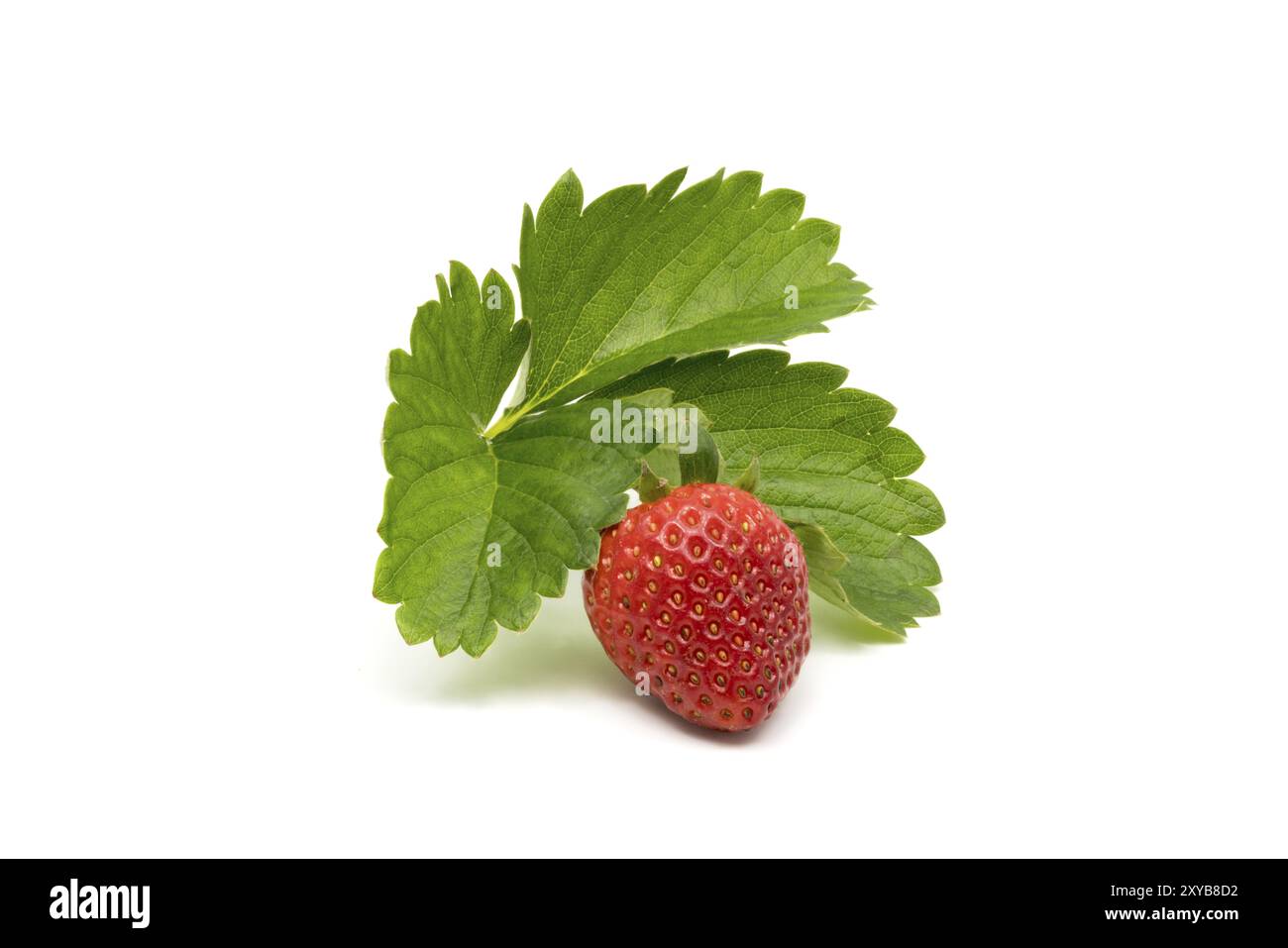 Ripe strawberry with leaves isolated on white background Stock Photo ...