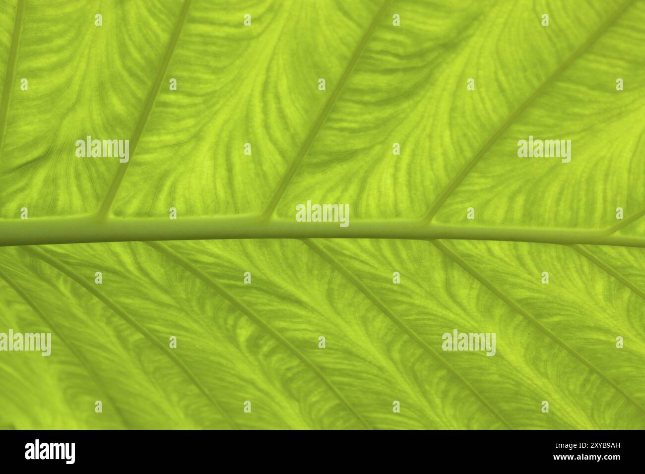 Structure of a sheet Stock Photo - Alamy