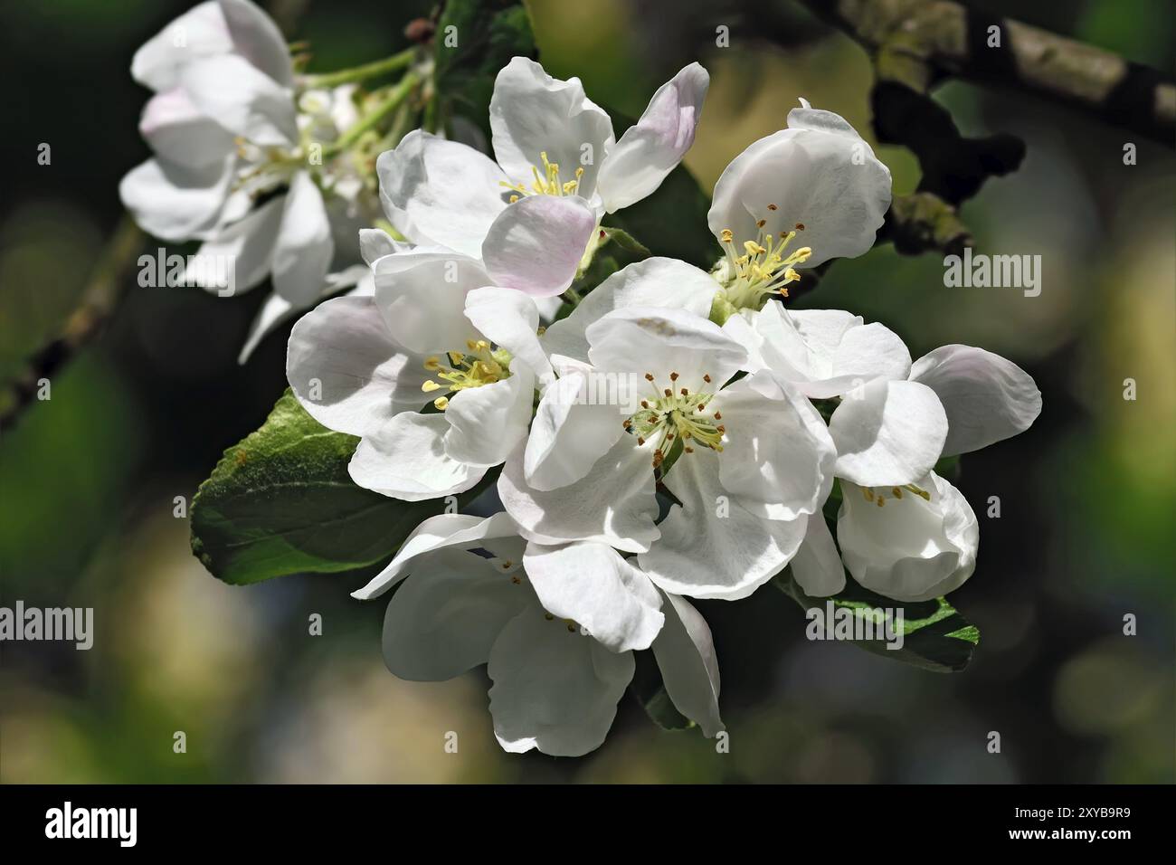 Beautifully blooming apple trees hi-res stock photography and images ...