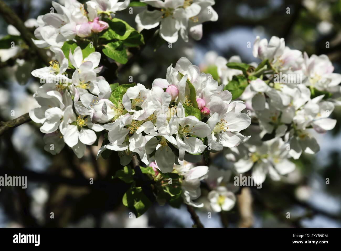 Beautifully blooming apple trees hi-res stock photography and images ...