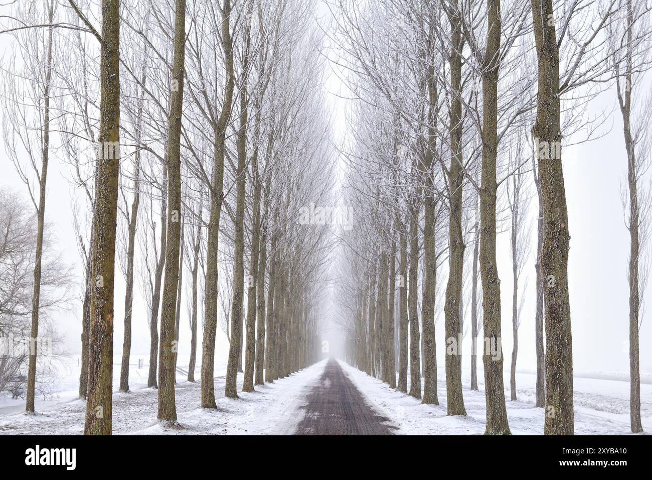 Bicycle road between tree rows in winter Stock Photo
