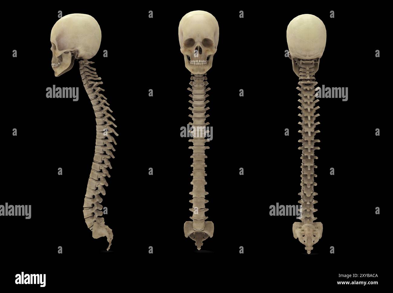 3D rendering of human vertebral column with skull Stock Photo