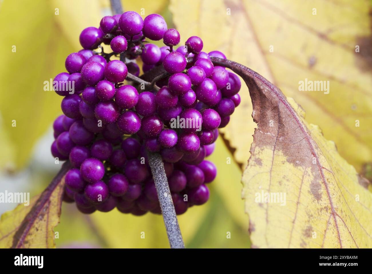 Pearl sage hi res stock photography and images Alamy