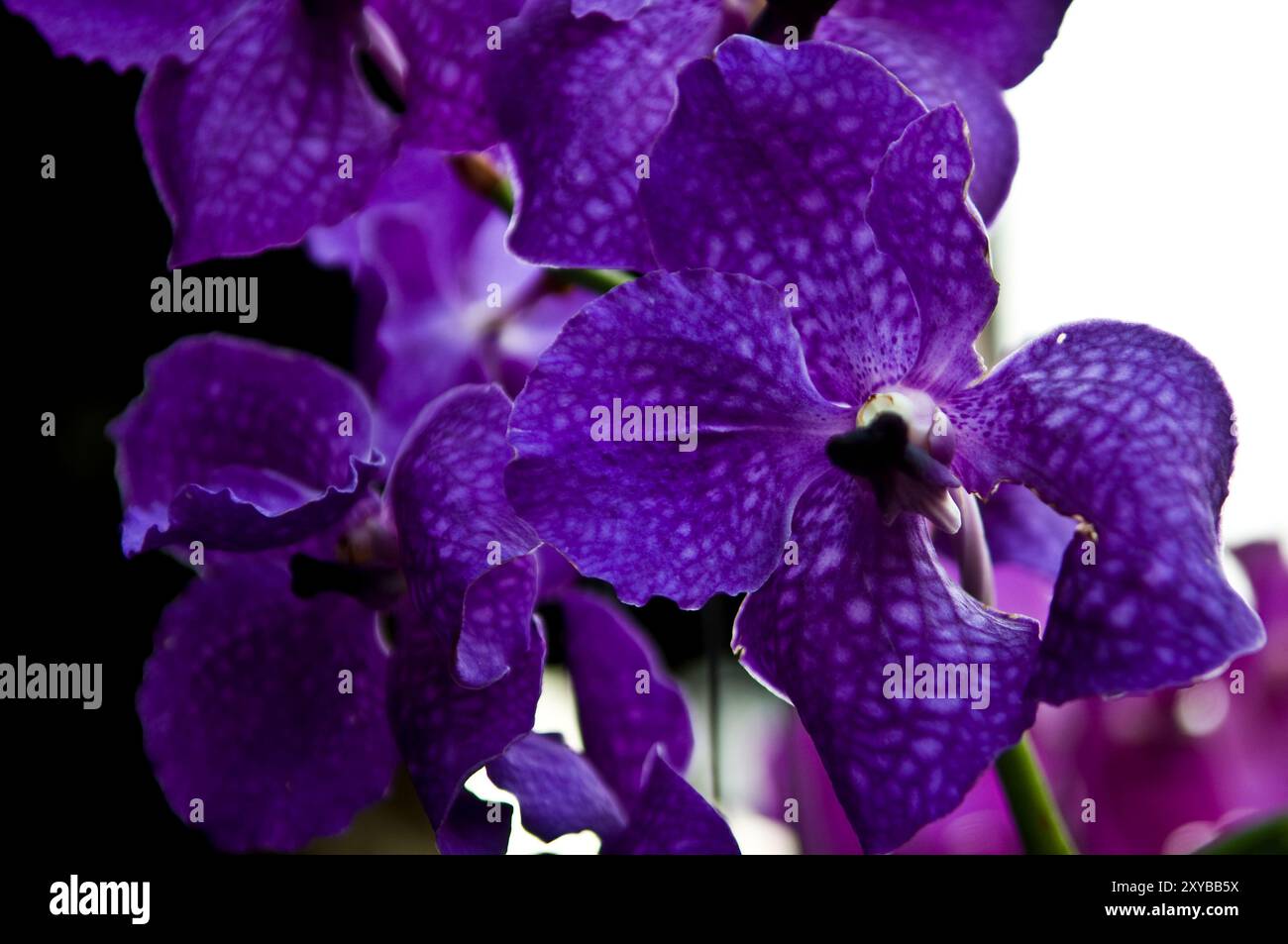 Beautiful Thai Orchids Stock Photo - Alamy