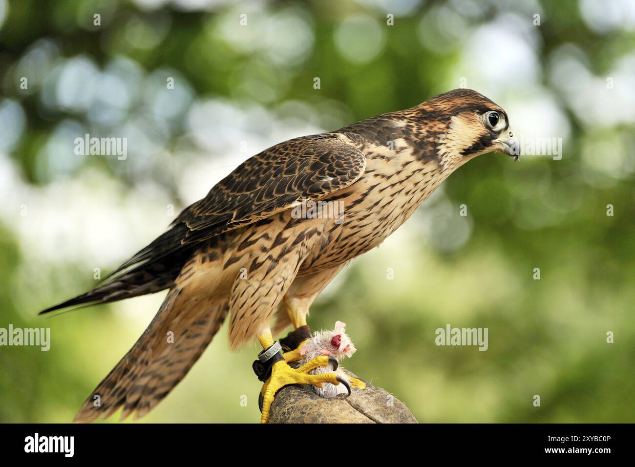 Saker Falcon on a hand. Saker falcon on a falconer's hand Stock Photo