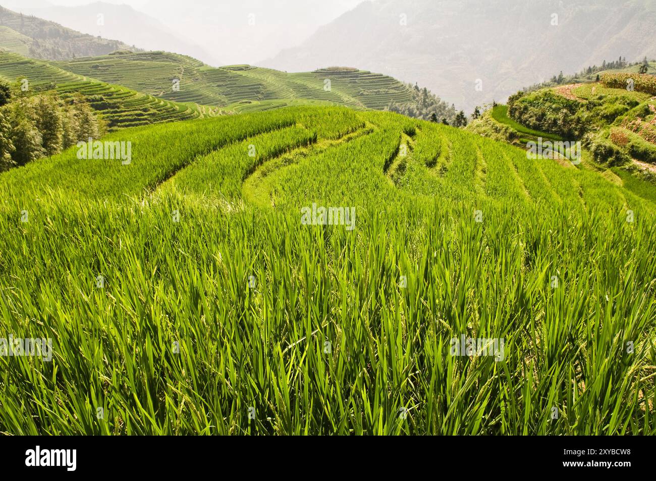 Longji rice terraces landscape hi-res stock photography and images - Alamy