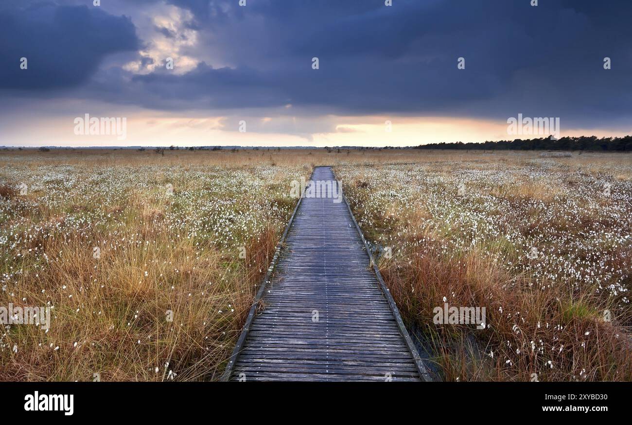 Wooden path on swamp with cotton-grass after storm Stock Photo