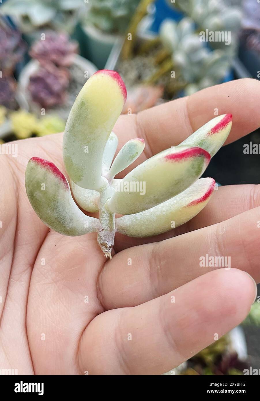 Echeveria flower stalk hi-res stock photography and images - Alamy