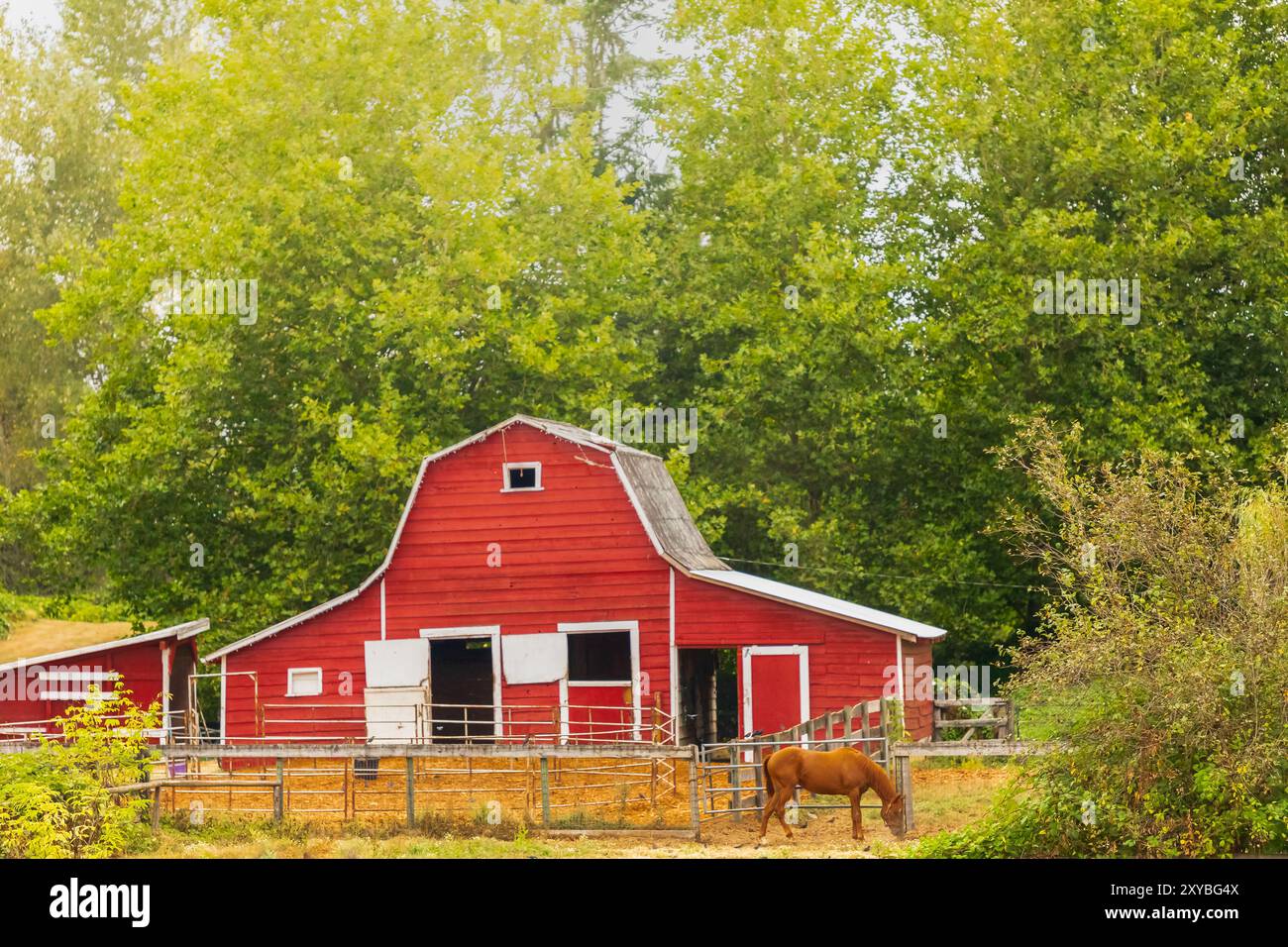 A red barn with a horse in British Columbia Canada with trees in the ...