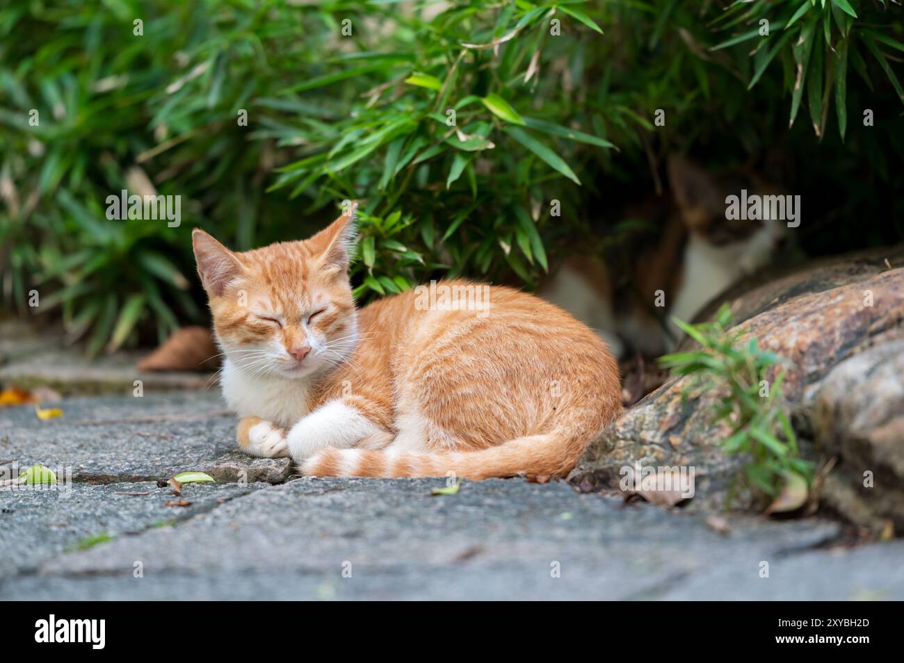 Outdoors, the kitten sleeps on the ground Stock Photo