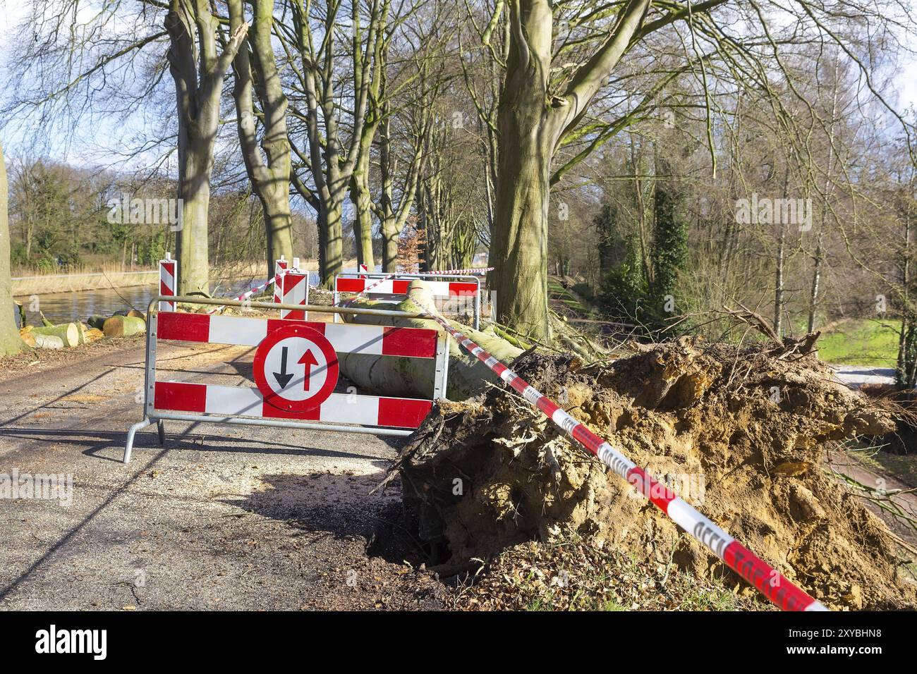 Traffic problems traffic signs storm damage fallen beech tree Stock ...