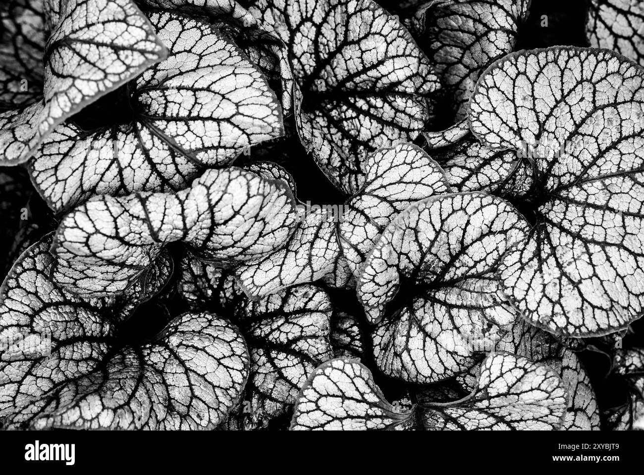 Abstact flower Black and White Stock Photos & Images - Alamy