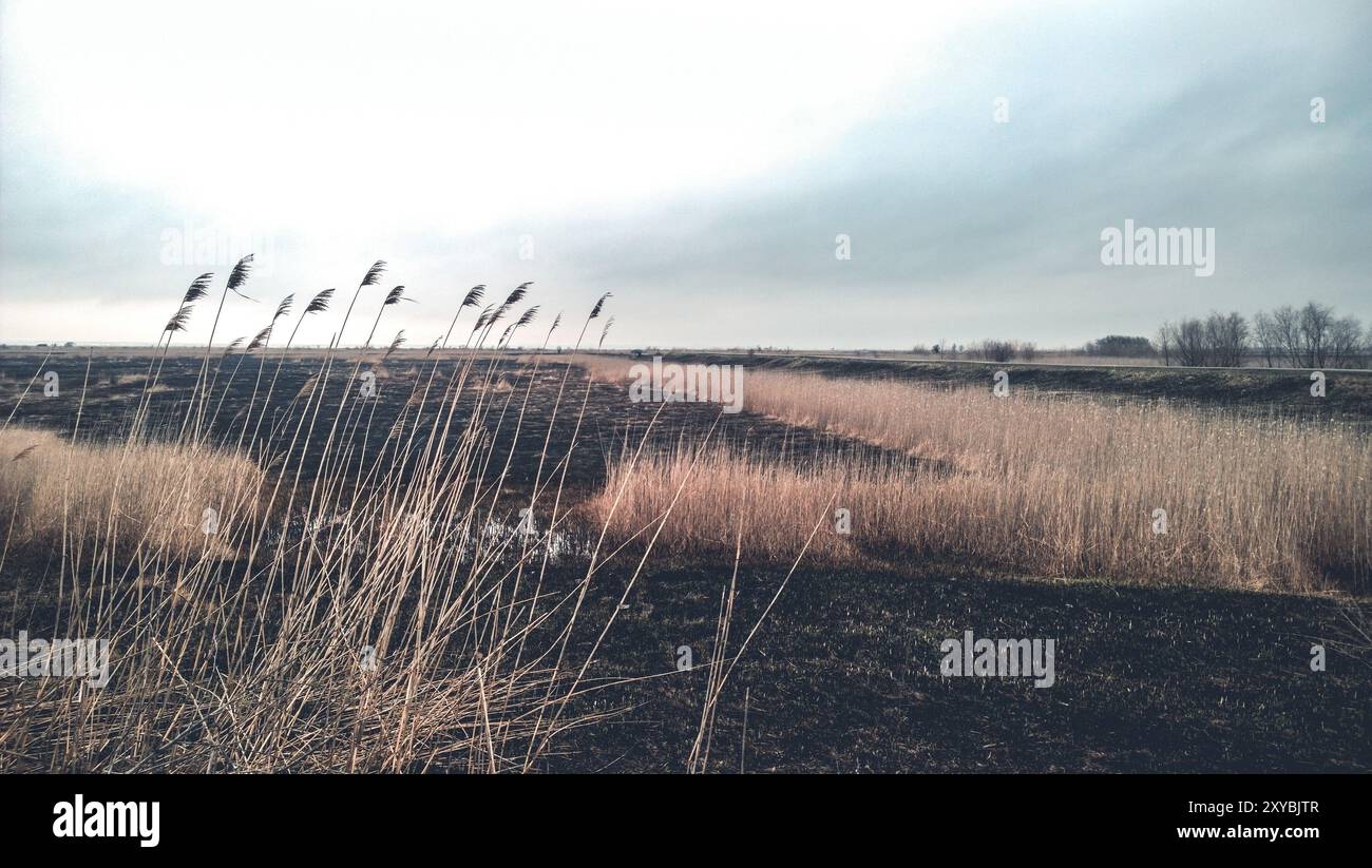 Burned dry grass in empty hi-res stock photography and images - Alamy