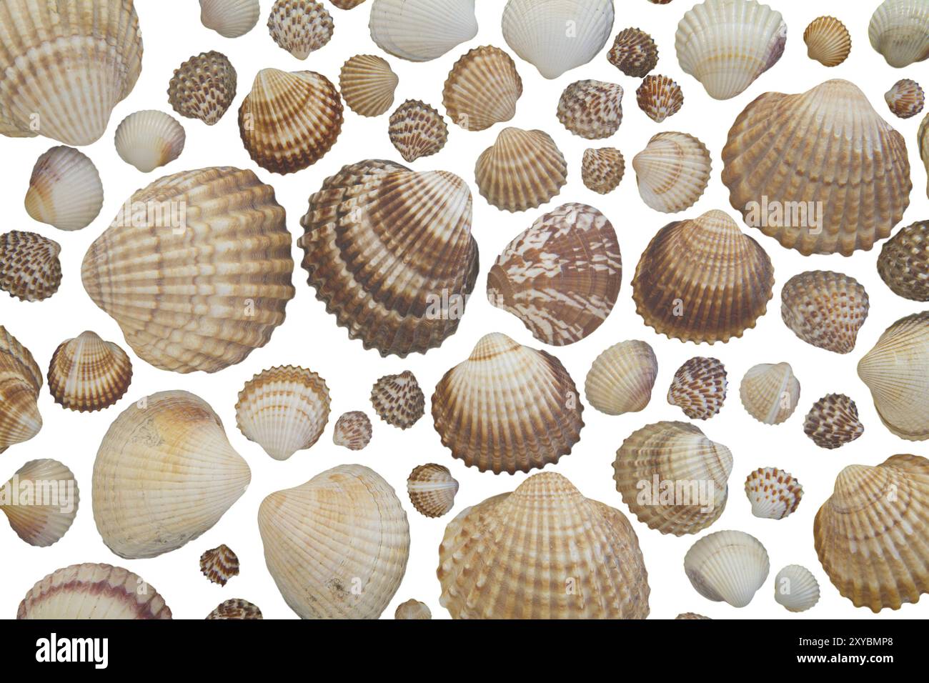 Array of shells hi-res stock photography and images - Alamy