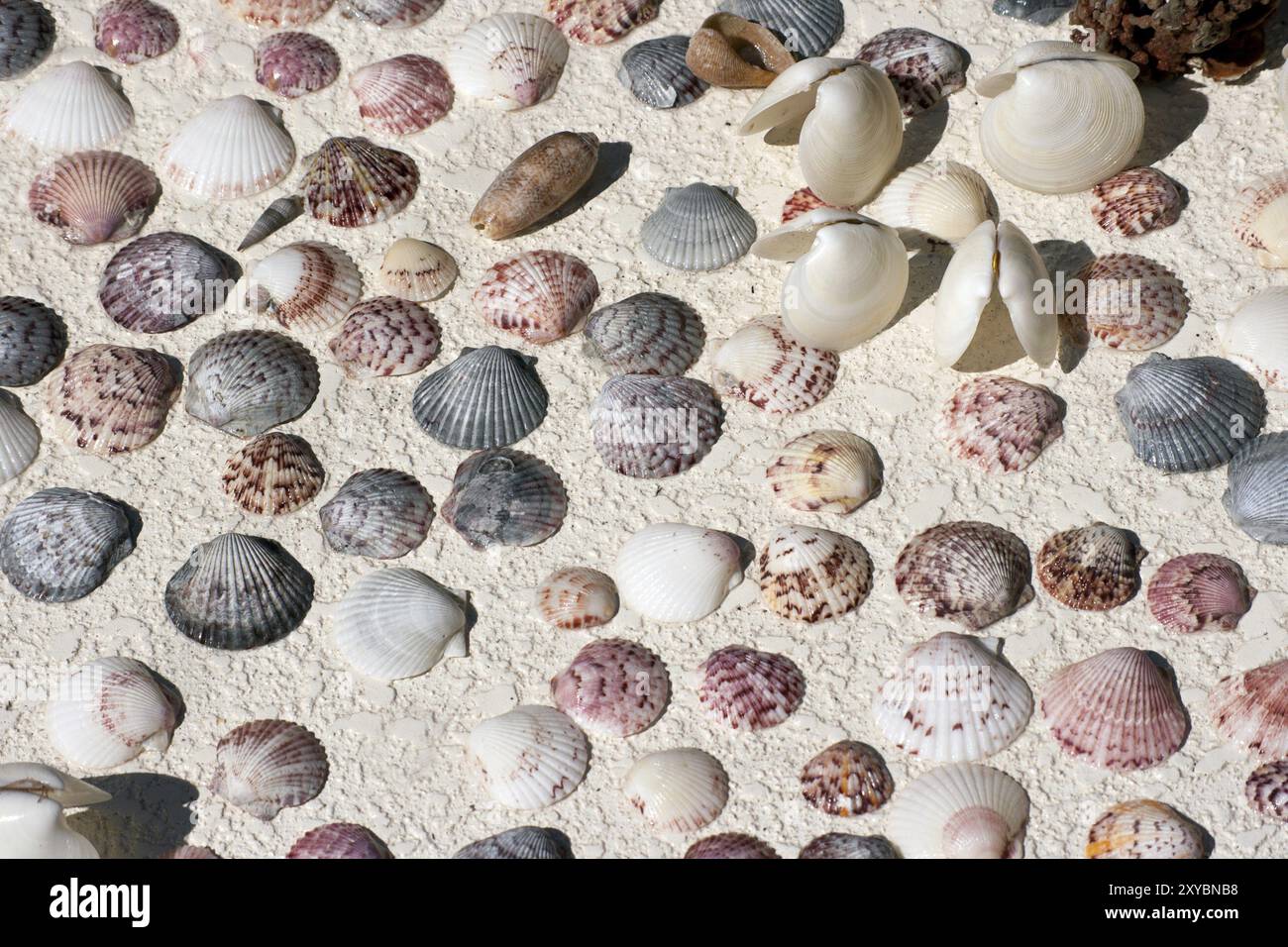 Multicolored mussel and snail shells Stock Photo
