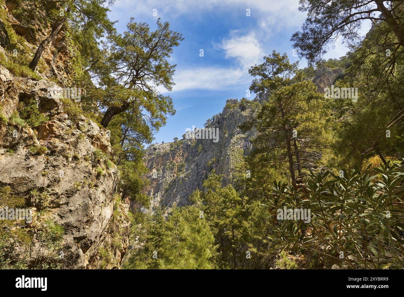 Densely forested gorge hi-res stock photography and images - Alamy