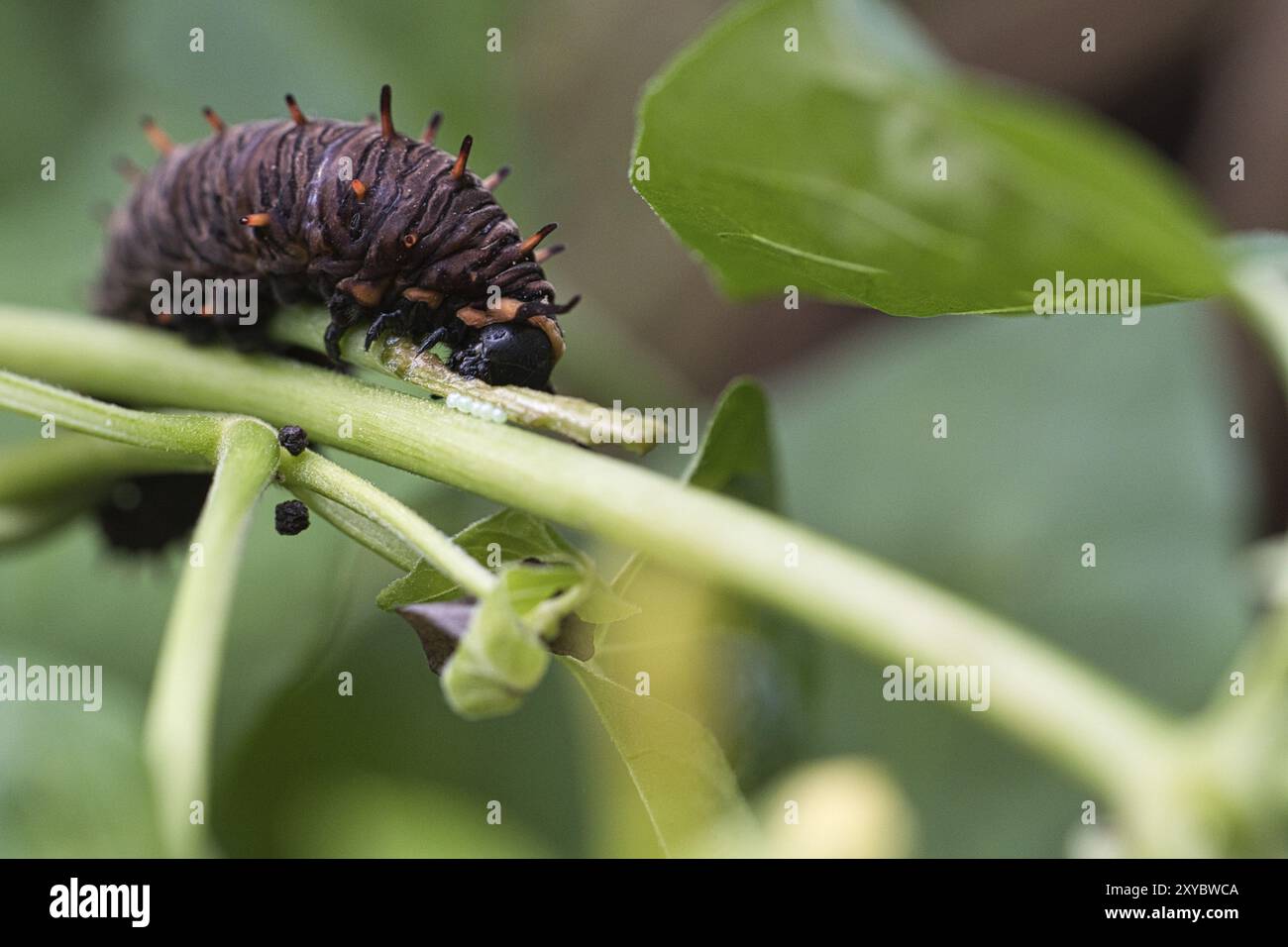 Caterpillar feeding on a leaf. a single animal close up. When they occur in large numbers, they are very harmful Stock Photo
