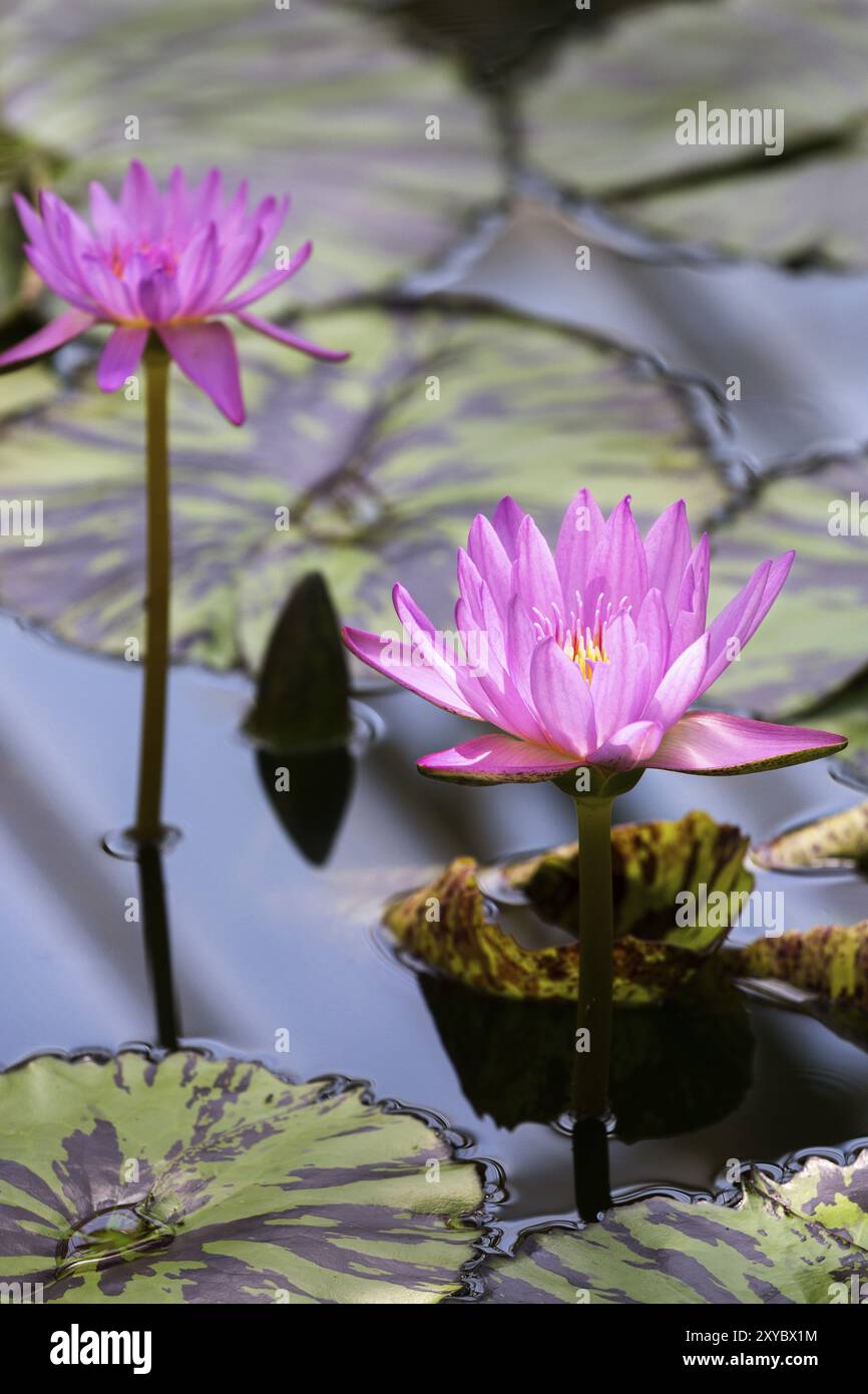 Pond filled water lilies hi-res stock photography and images - Alamy