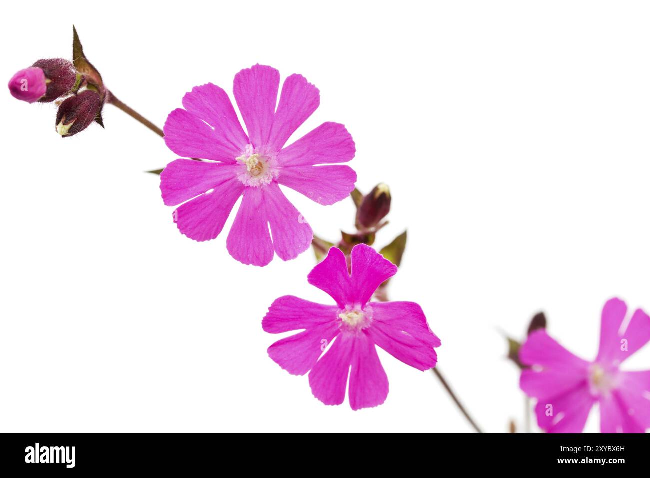 Red campion (Silene dioica) on a white background Stock Photo