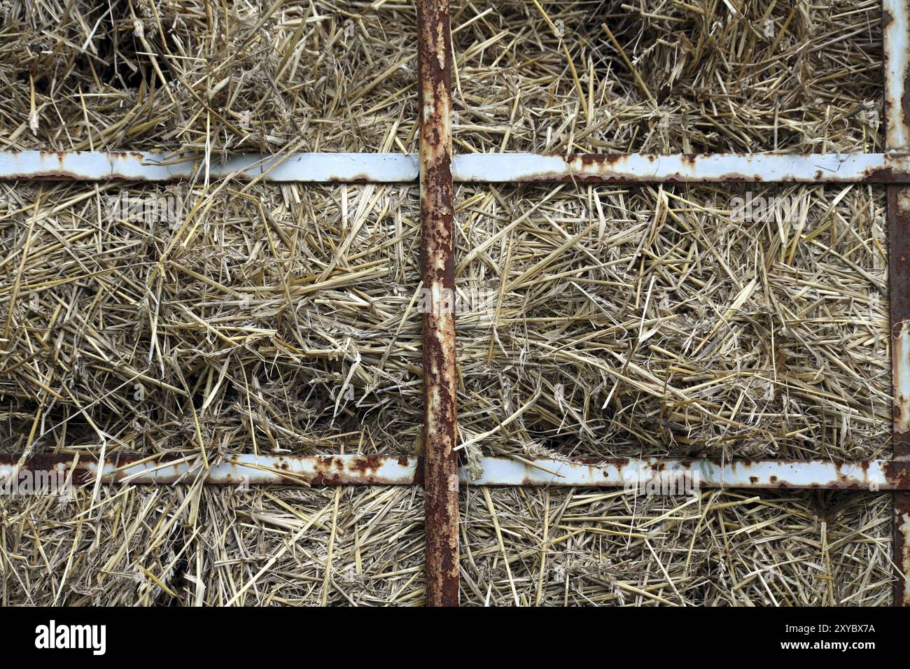 Straw bales behind bars on a tractor trailer Stock Photo