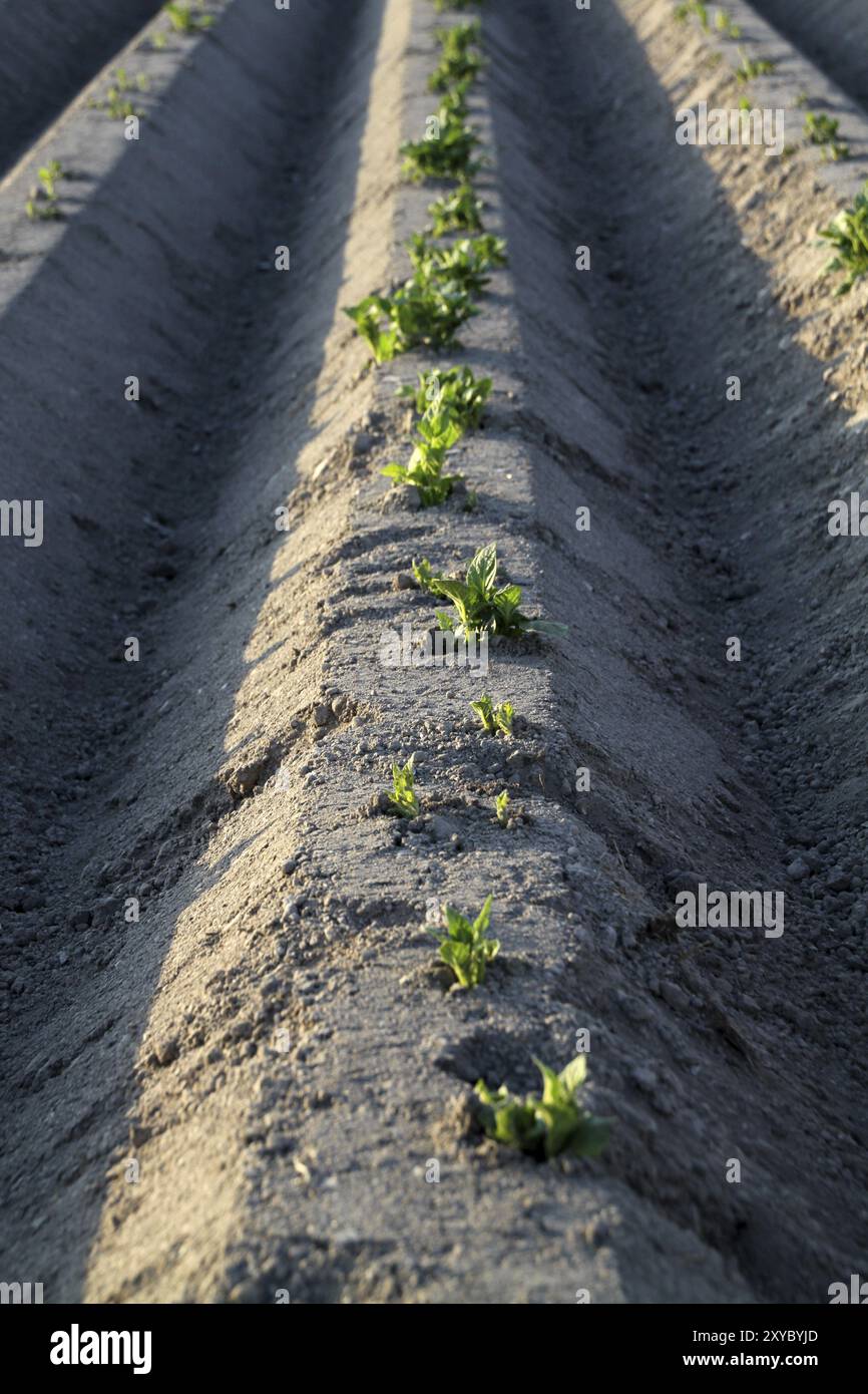 Furrows of a potato field Stock Photo - Alamy