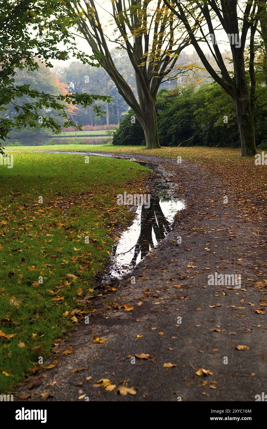Puddle reflects tree hi-res stock photography and images - Alamy