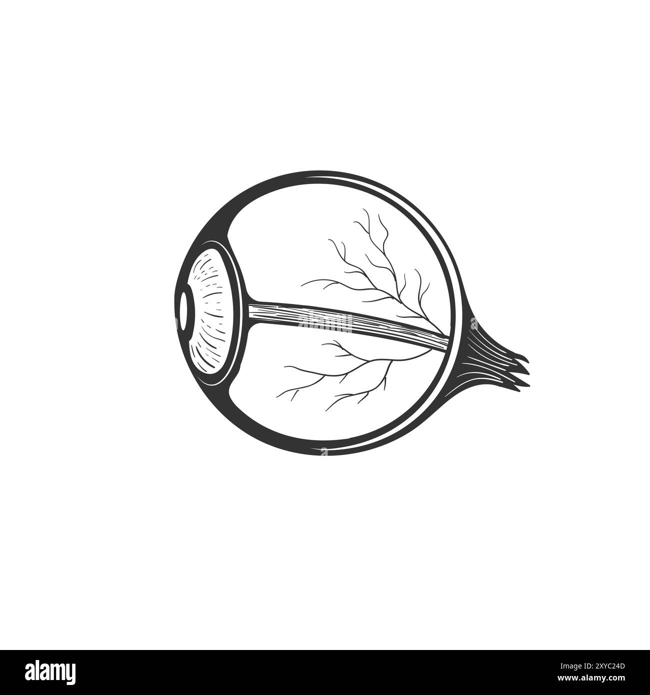 Isolated Cross Section of the Human Eyeball for Medical Education. Vector Illustration Stock Vector
