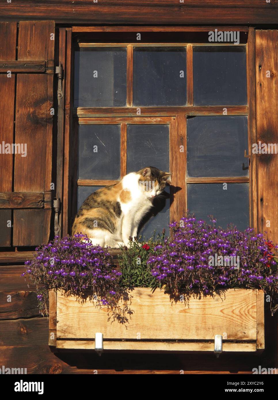 Cat in front of a old window Stock Photo - Alamy