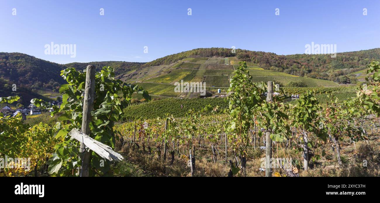 Vineyards in the Ahr valley in autumn Stock Photo