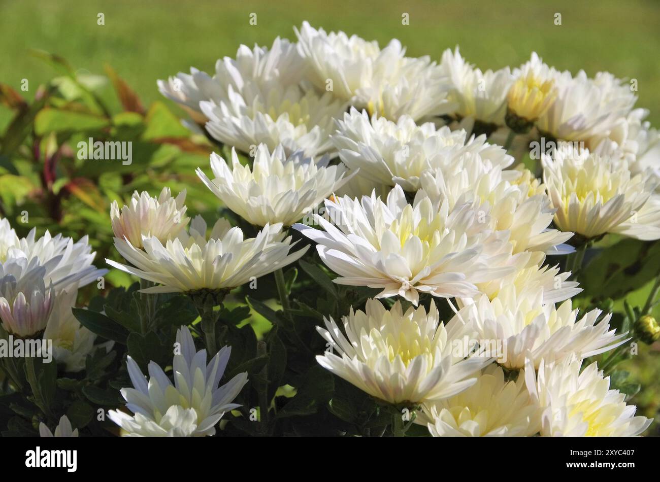 Chrysanthemum white, chrysanthemum white 01 Stock Photo