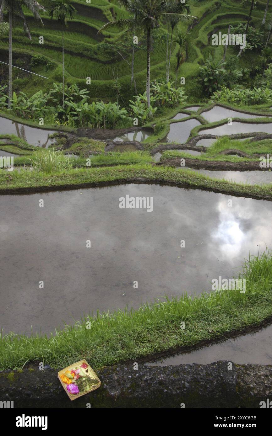 Rice terraces in Thailand Stock Photo - Alamy