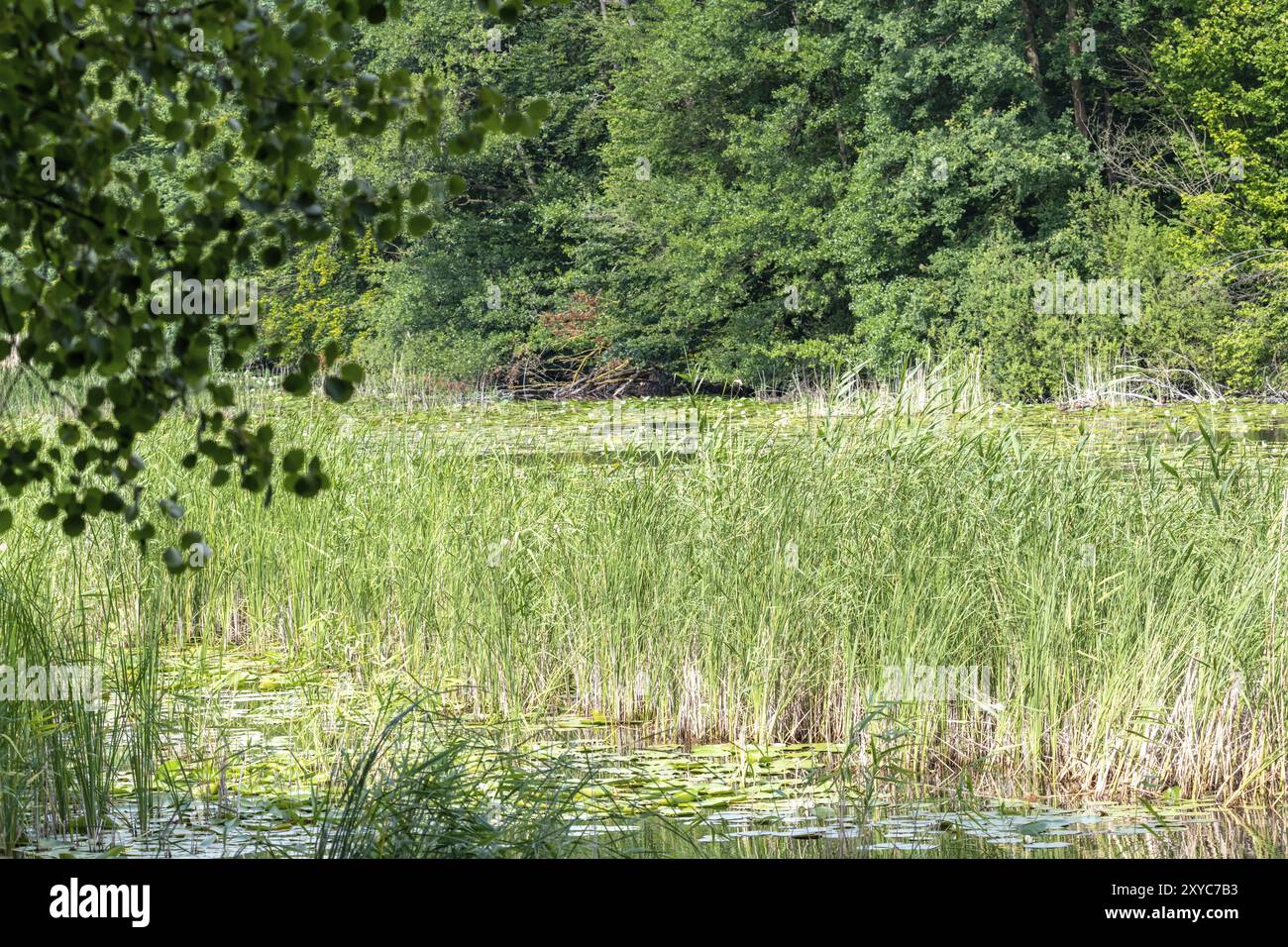 Small pond in middle forest hi-res stock photography and images - Alamy