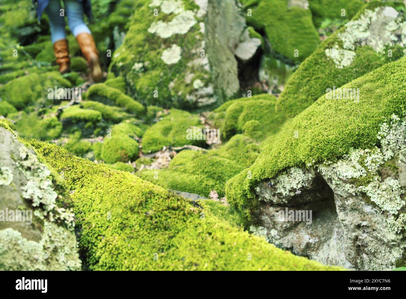 Mossy large rocks in the forest and walking woman Stock Photo - Alamy