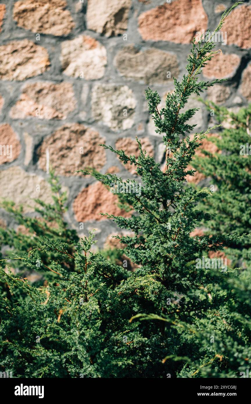 seamless ashlar old stone wall texture background Stock Photo - Alamy