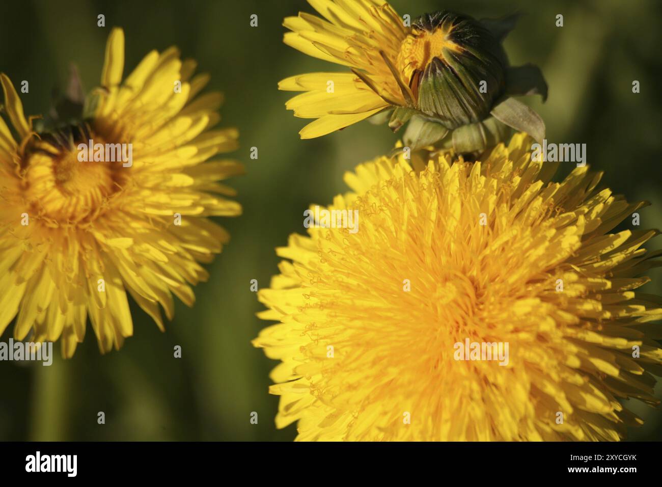 Giant dandelion seeds hi-res stock photography and images - Alamy
