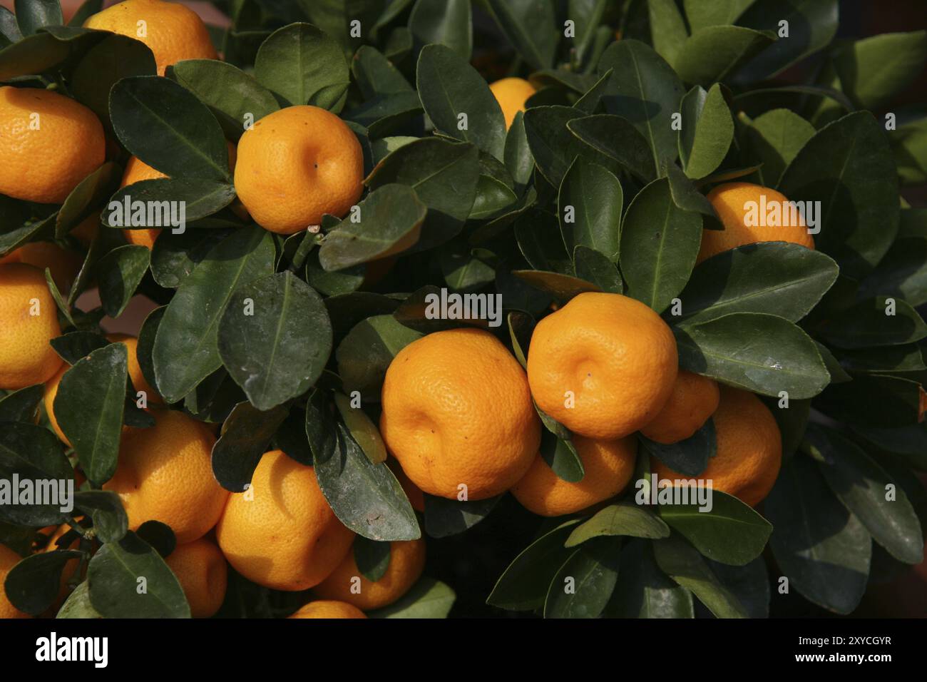 Tangerine citrus trees reticulata hi-res stock photography and images ...