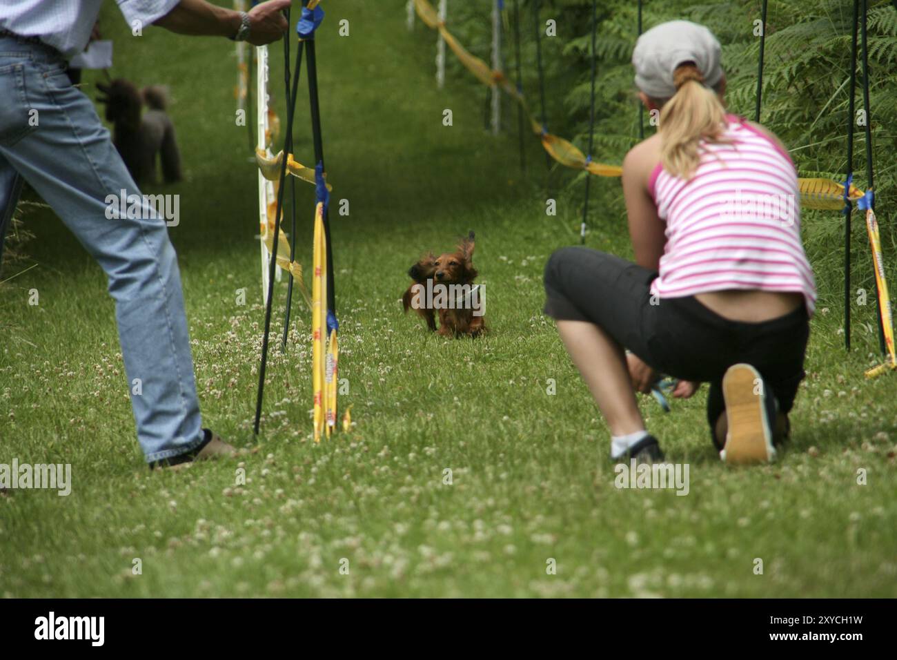 Wiener dog racing hi-res stock photography and images - Alamy