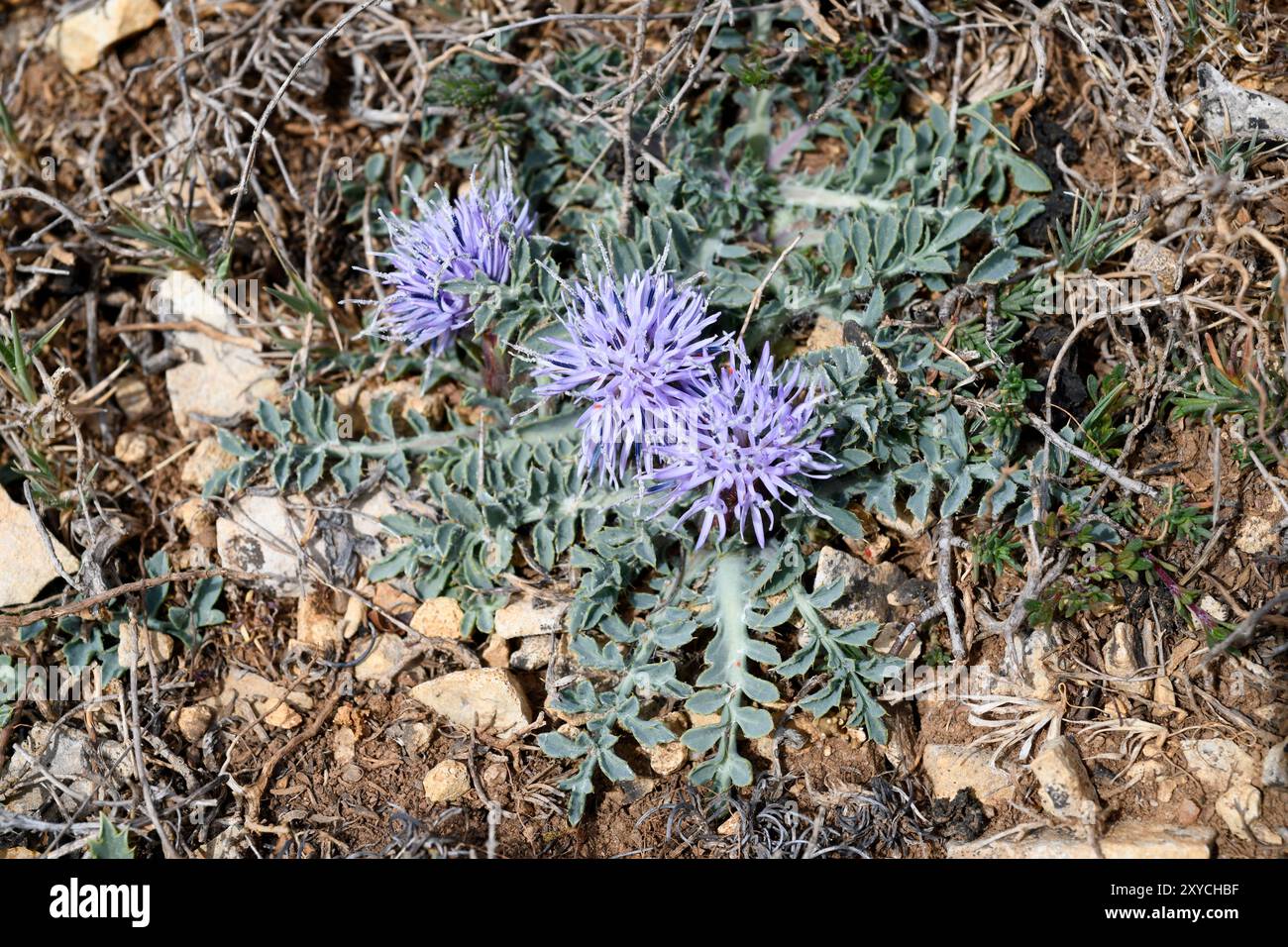 Acaulescent Raleigh Acaulescent plants hi-res stock photography and images - Alamy