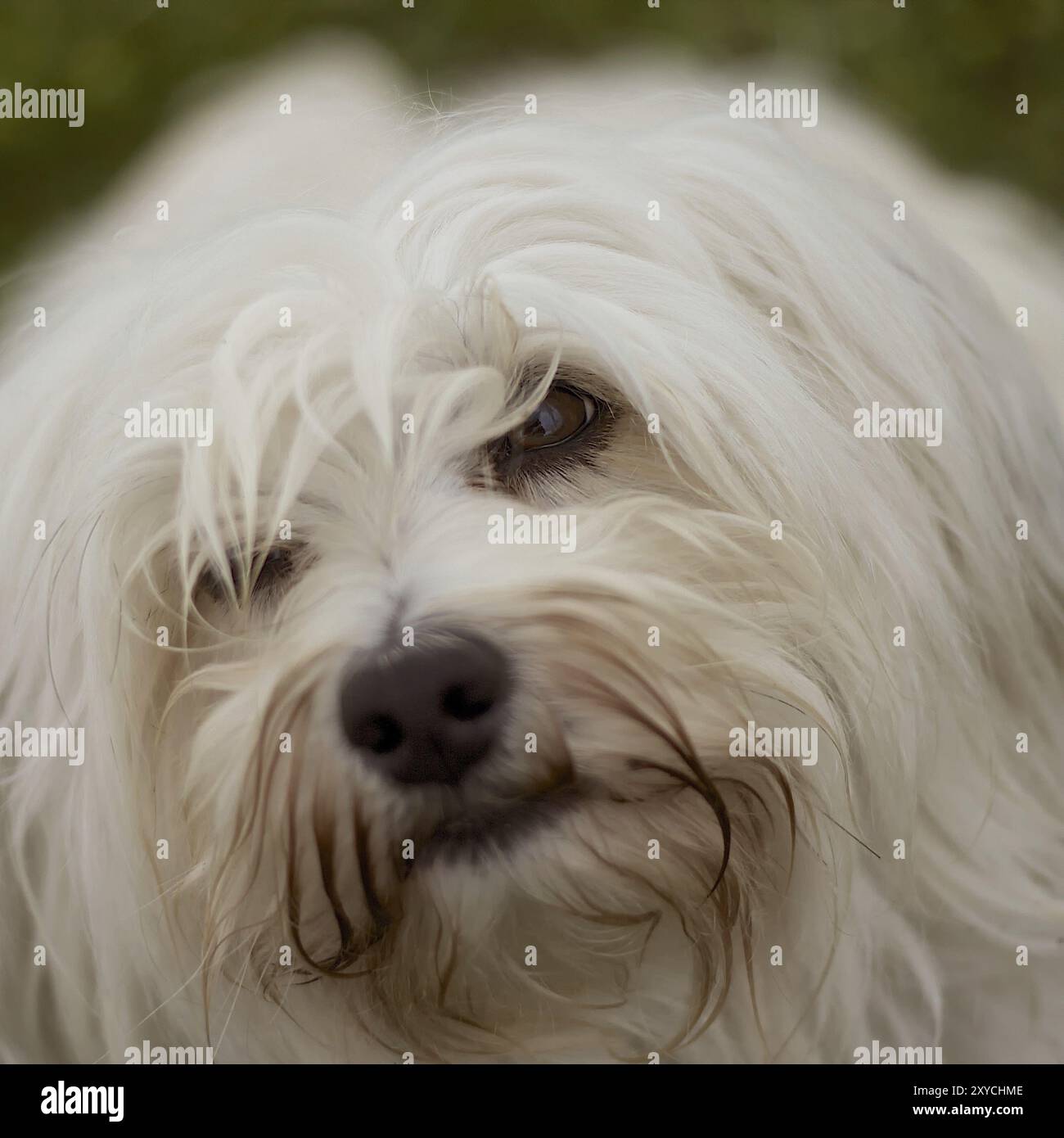 A small white Havanese dog looks up with its soft brown eyes. Everything except the eyes is blurred Stock Photo