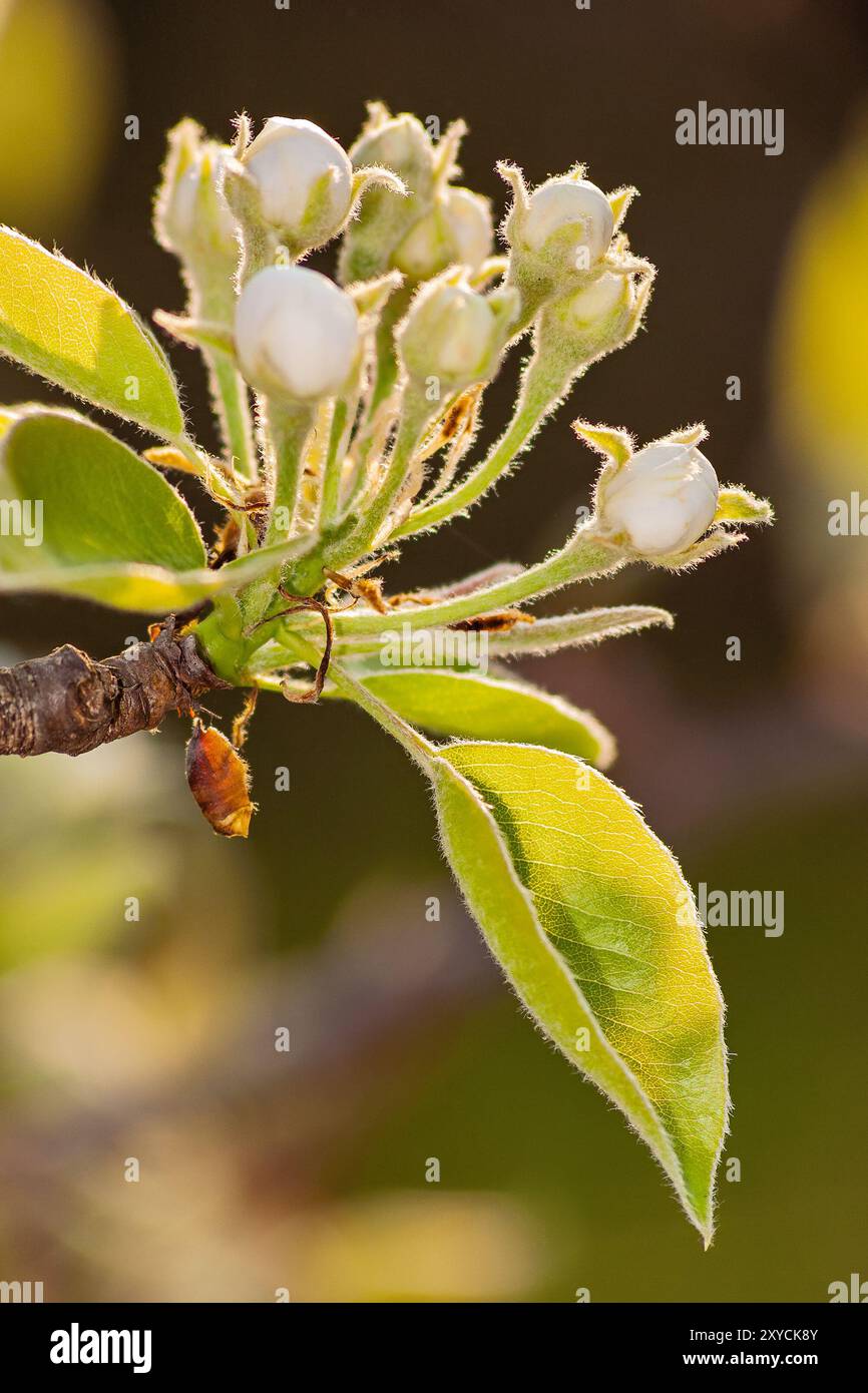 blossom season background. white flowers in spring. beautiful branch of fruit tree in the garden. beauty in nature concept Stock Photo