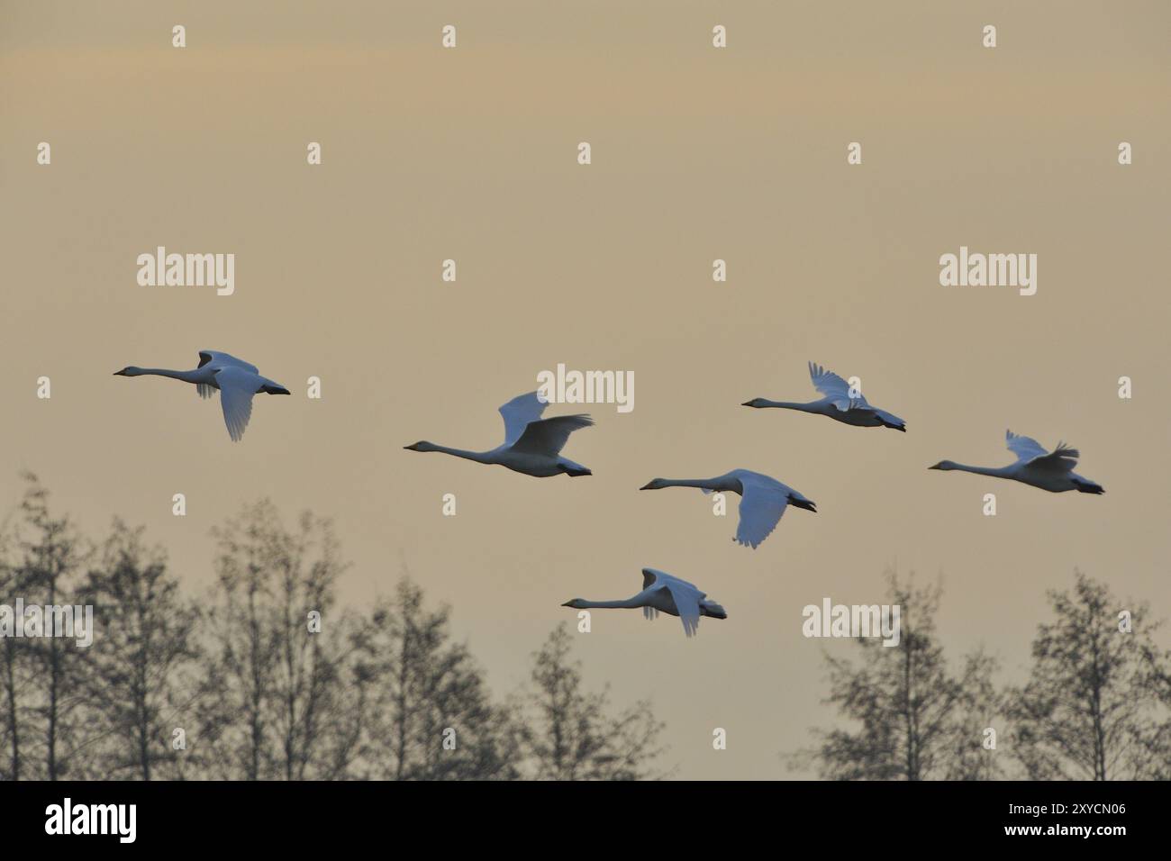 Flying whooper swans, flying whooper swans, cygnus cygnus, bird migration Stock Photo