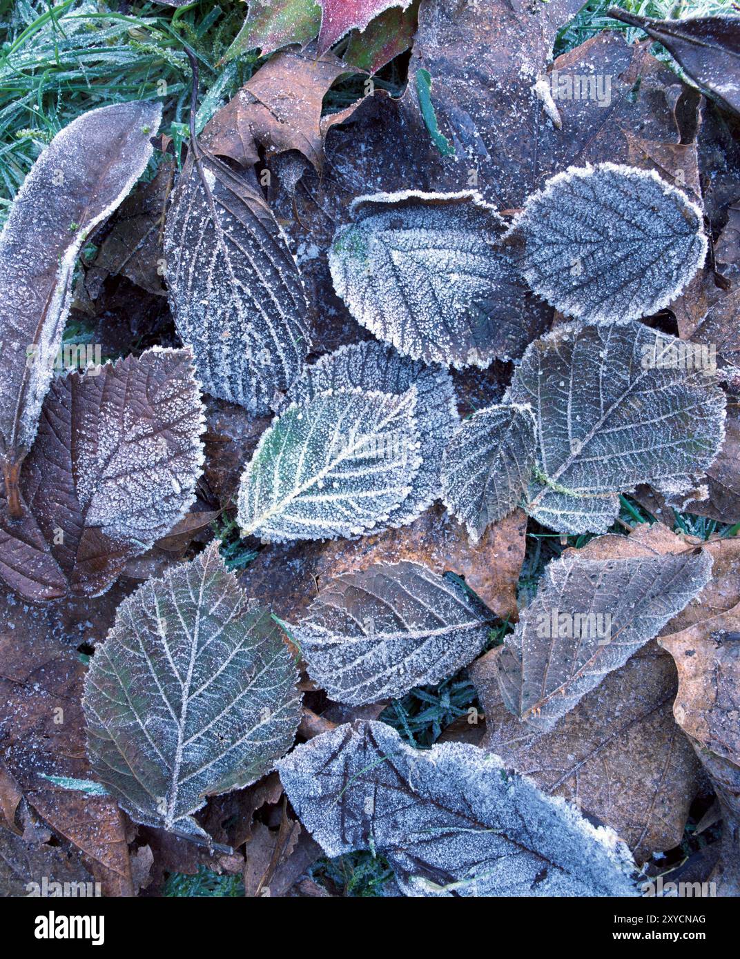 Fallen beech leaves hi-res stock photography and images - Alamy