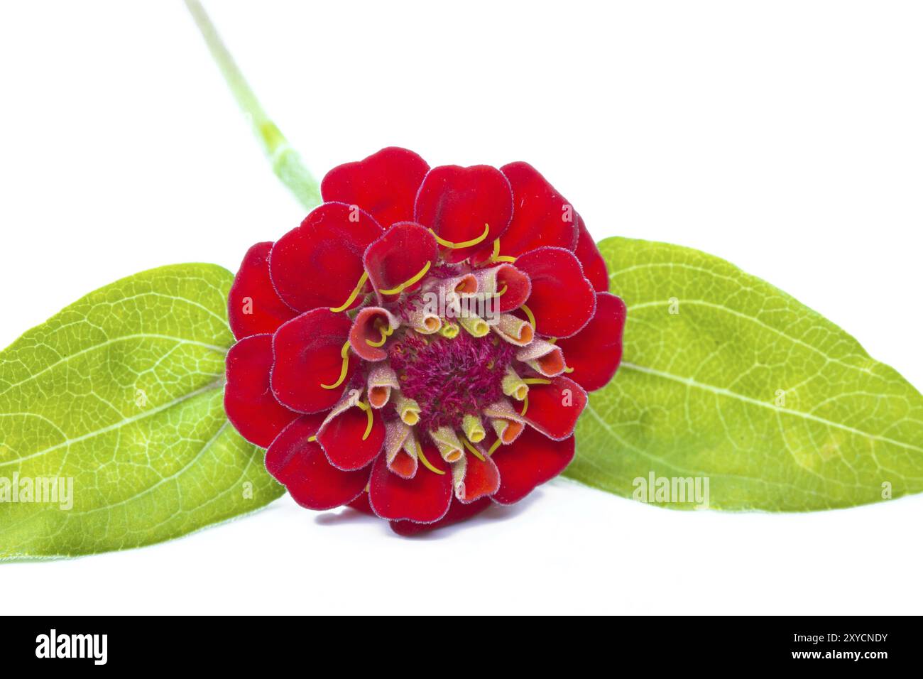 Red zinnia (Zinnia violacea), optional Stock Photo