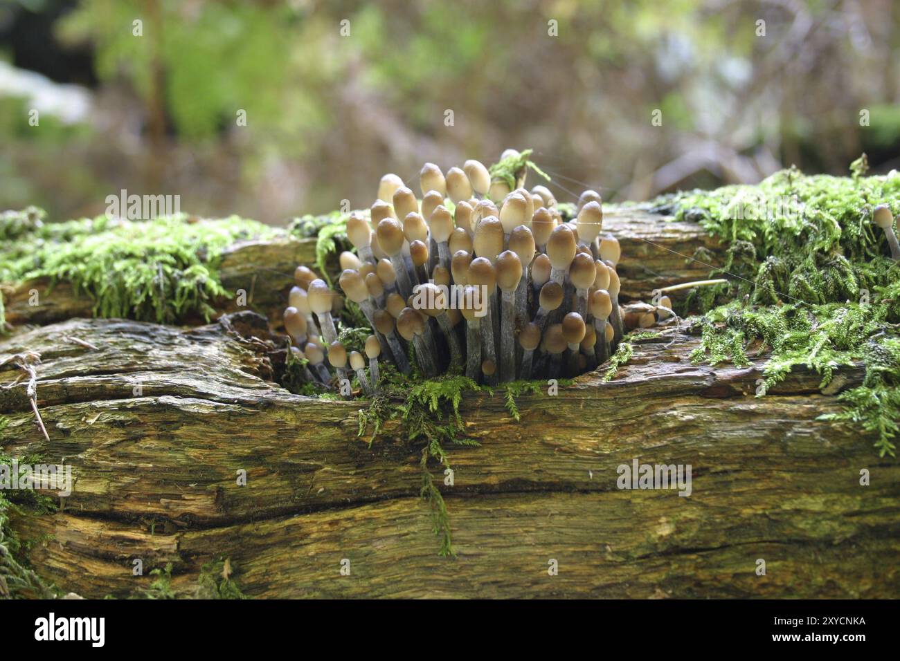 Small mushrooms on a tree trunk Stock Photo - Alamy