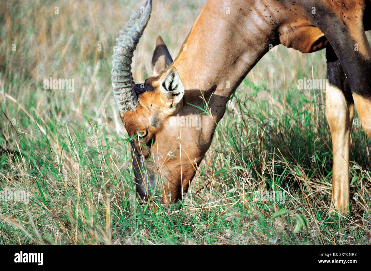 Kenya. Side view head & shoulders of a Topi Antelope grazing ...